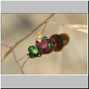 Hedychrum niemelei - Goldwespe 001b 6-7mm -bei Cerceris rybyensis- Sandgrube Niedringhaussee-det.jpg